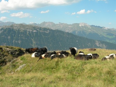 Dal Rifugio Passo Giovo - Mucche al posto degli stambecchi